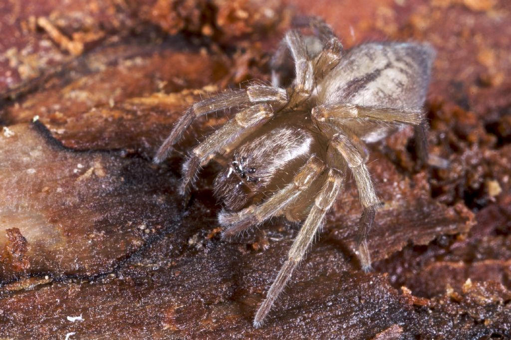 Clubiona corticalis - Varna (BZ)
